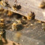 Zuwachs bekommen (Bienen AG)